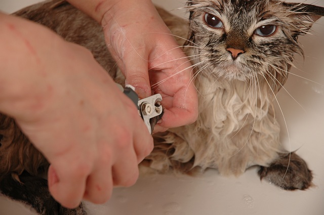 how to wash siberian cats, washing neva masquerade cats