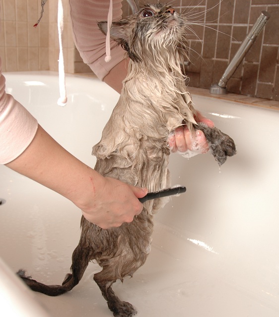 Как помыть кошку фото