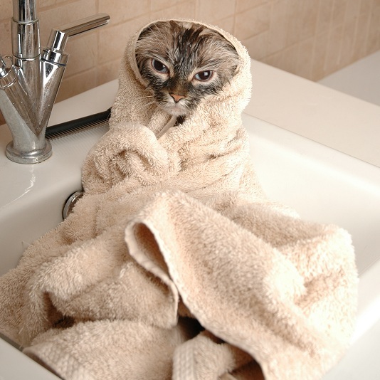 Как помыть невскую маскарадную кошку фото, невская маскарадная кошка в полотенце