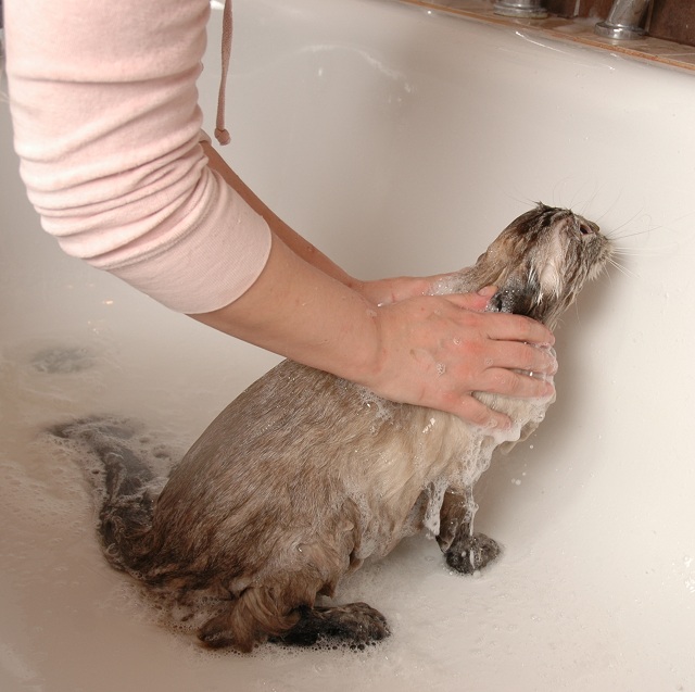 мытье кошки с фото