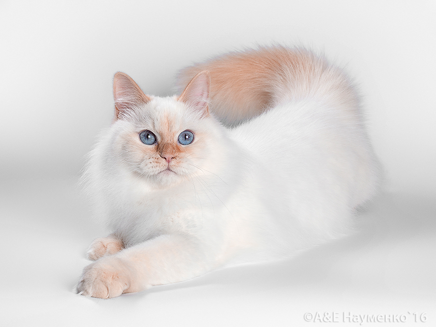Невская маскарадная кошка