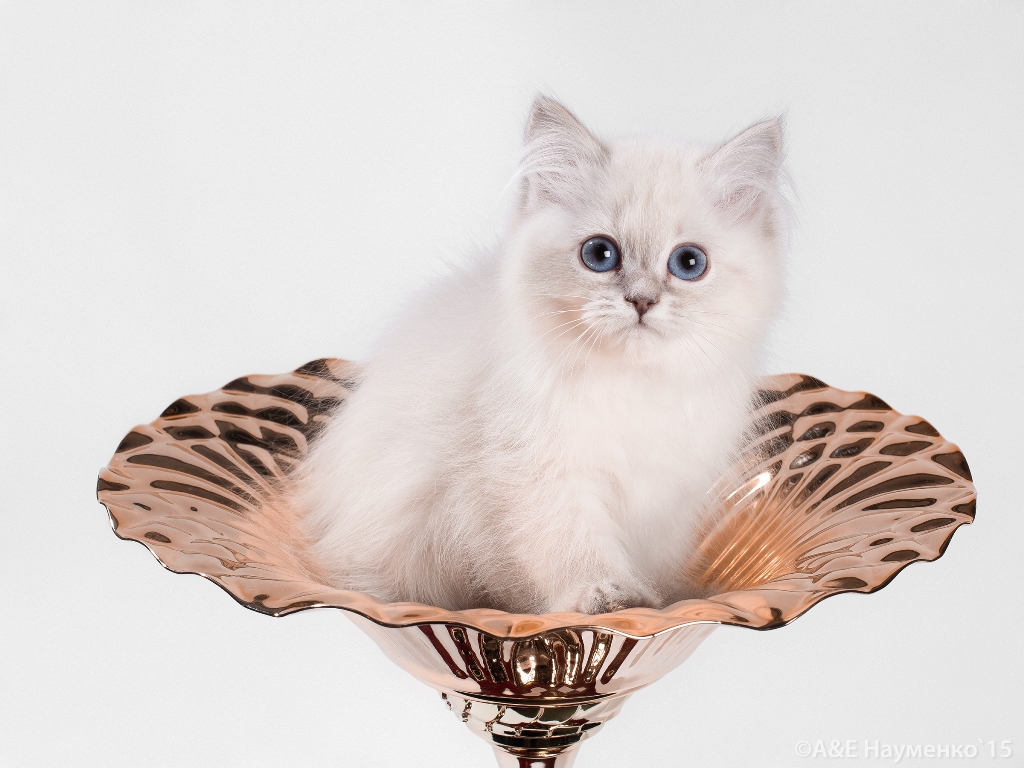 Невские маскарадные котята