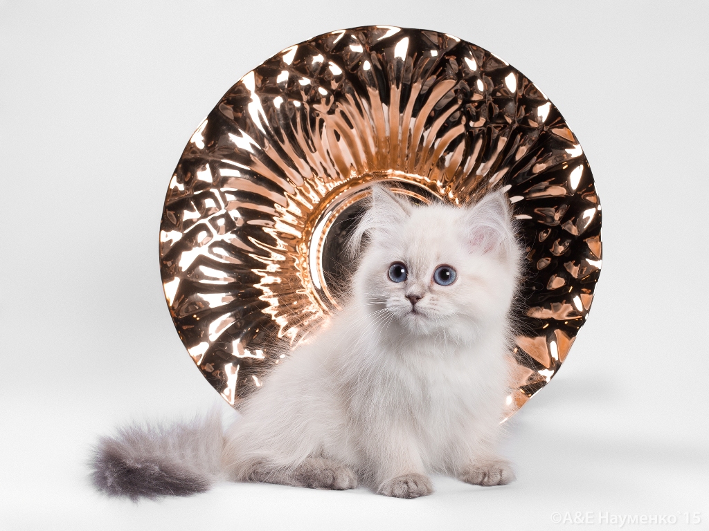 невский маскарадный котенок