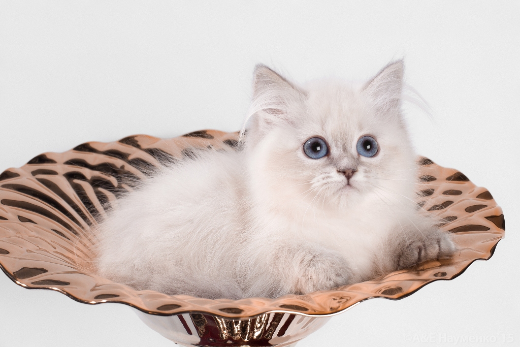 котенок породы невская маскарадная