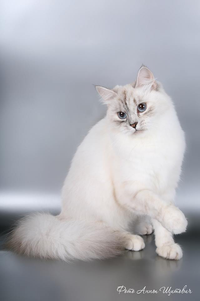 Невская маскарадная кошка