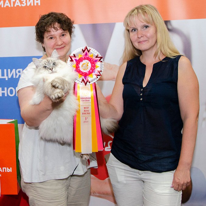 Невский маскарадный кот - победитель выставки